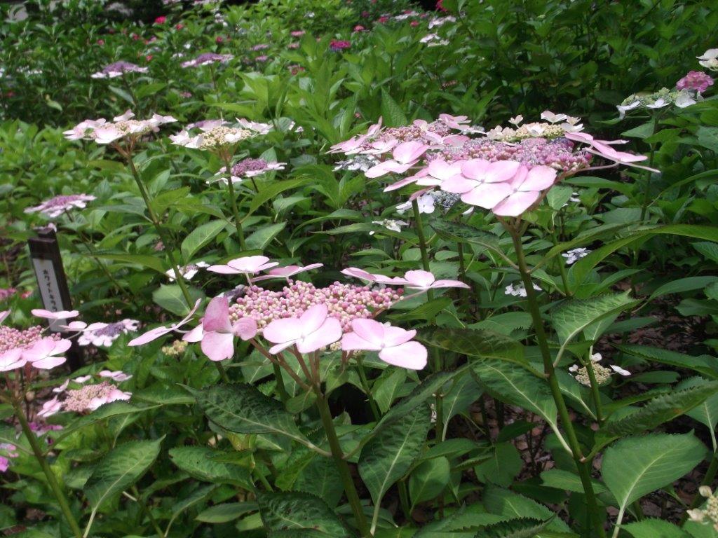 あじさいの写真３