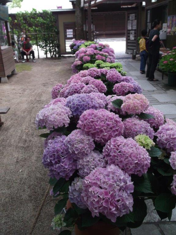 あじさいの写真４