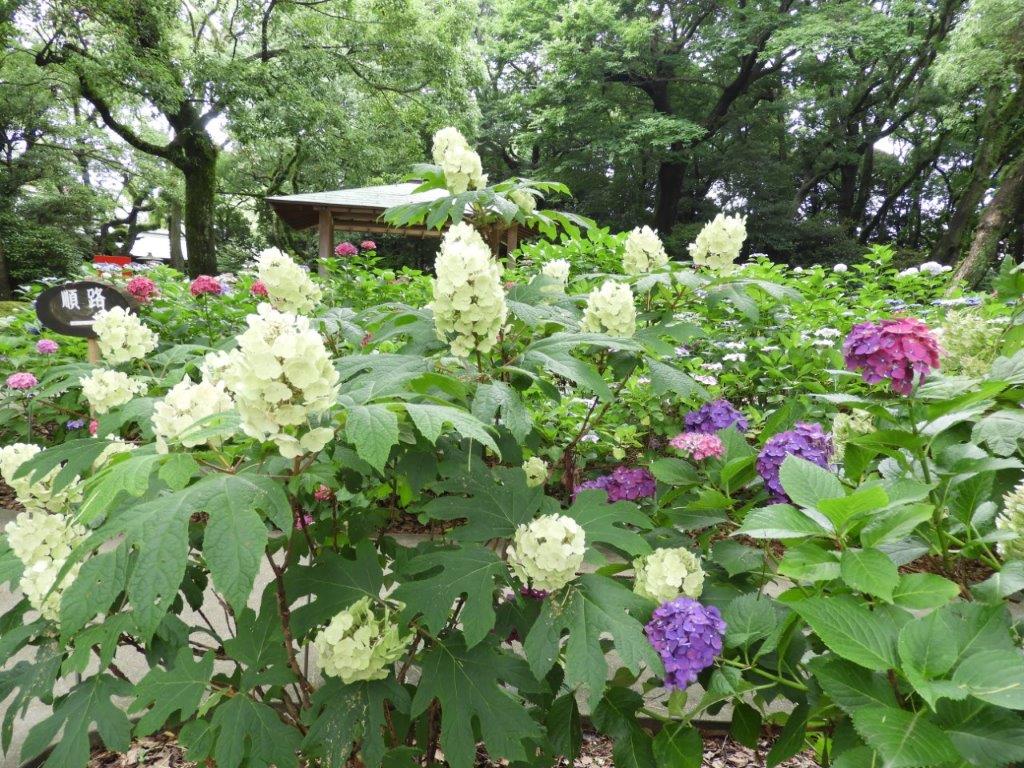 あじさいの写真1