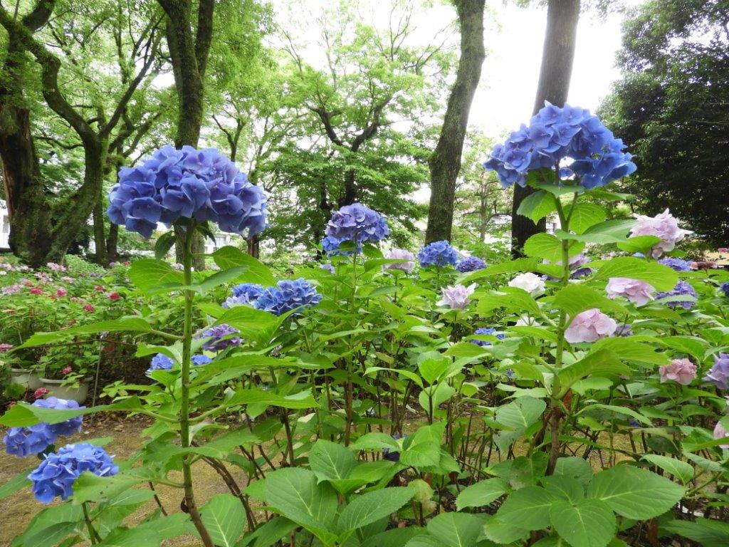 あじさいの写真2