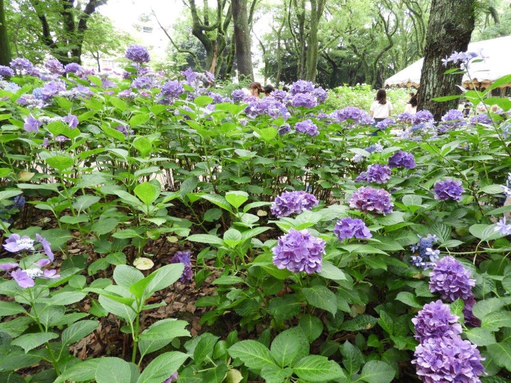 あじさいの写真3