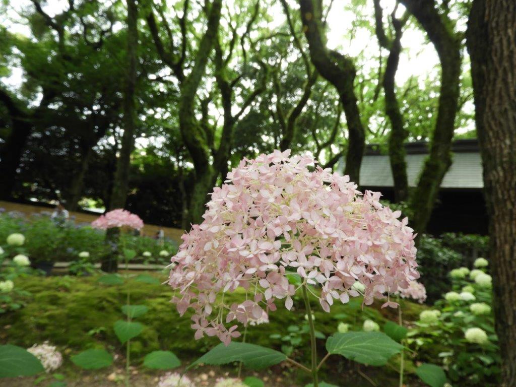 あじさいの写真4