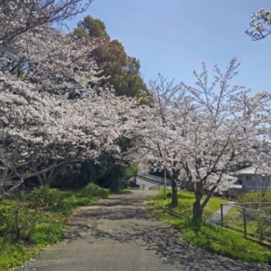 みどりが丘公園のサクラ1
