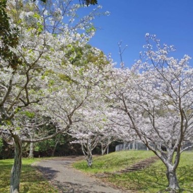 みどりが丘公園のサクラ2