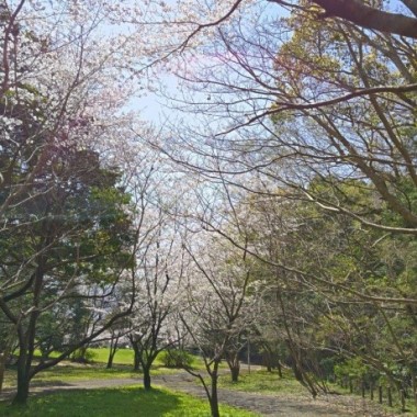 みどりが丘公園のサクラ3