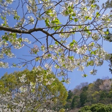 みどりが丘公園のサクラ4