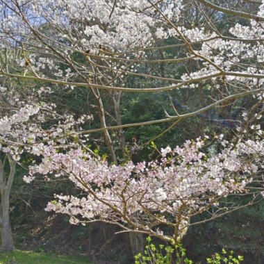 みどりが丘公園のサクラ5