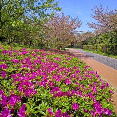 青葉公園のツツジ1