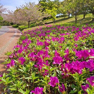 青葉公園のツツジ