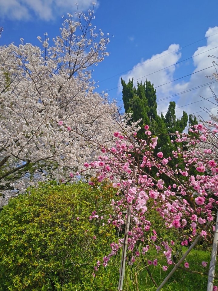 松崎配水場の桜3