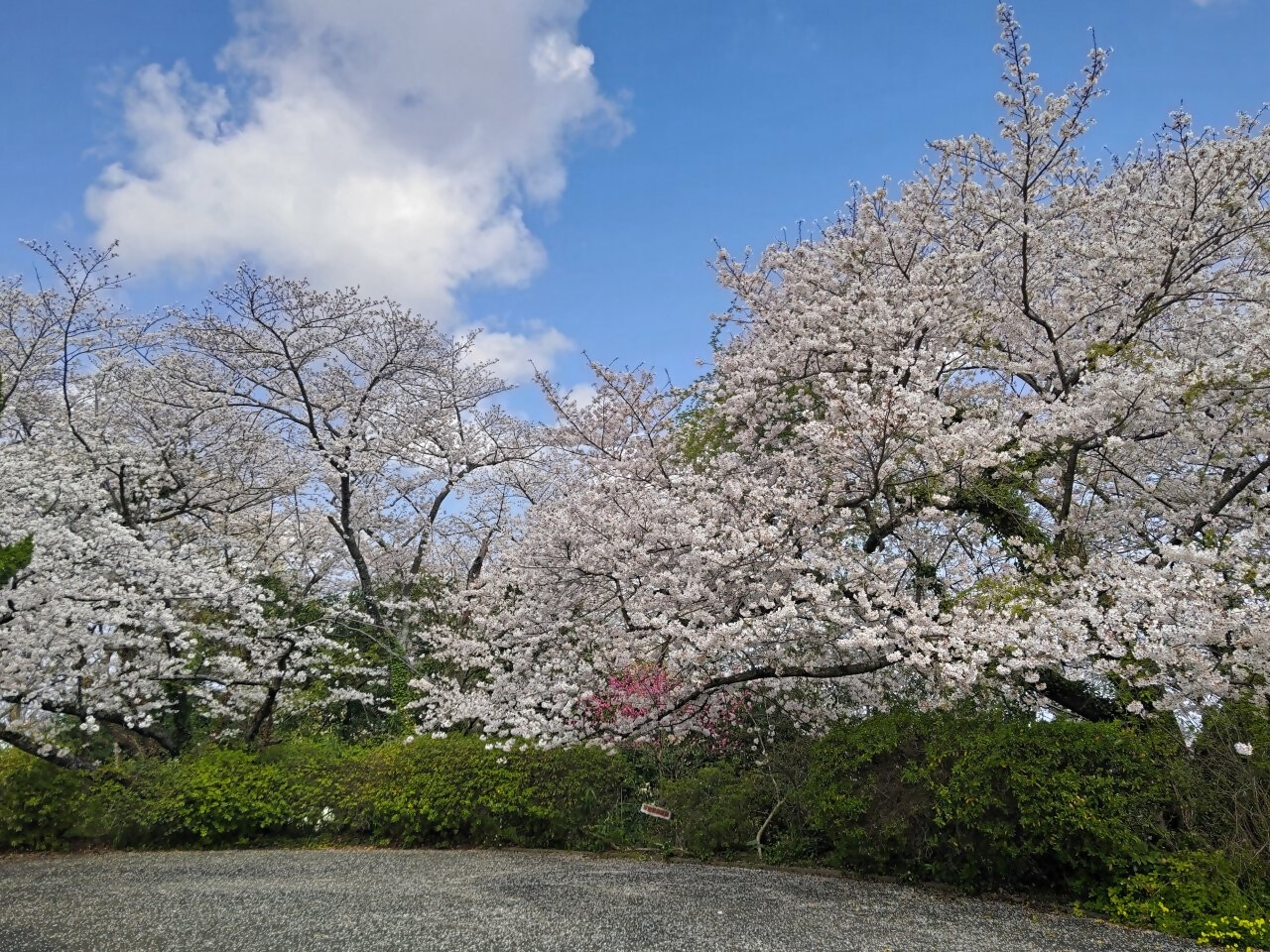 松崎配水場の桜