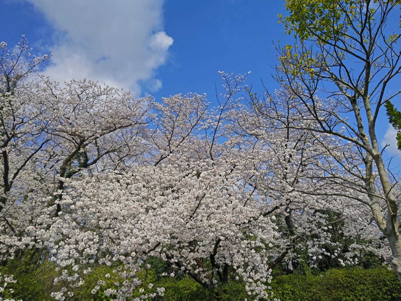 松崎配水場の桜2