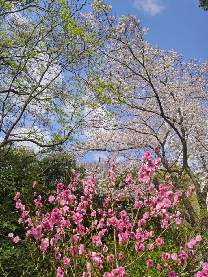 松崎配水場の桜4