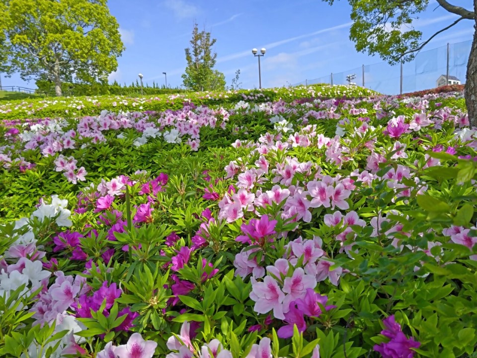 青葉公園のツツジ1