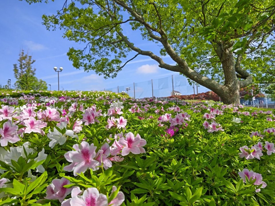 青葉公園のツツジ2