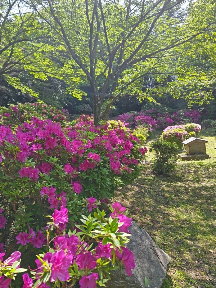 香椎宮のツツジ3