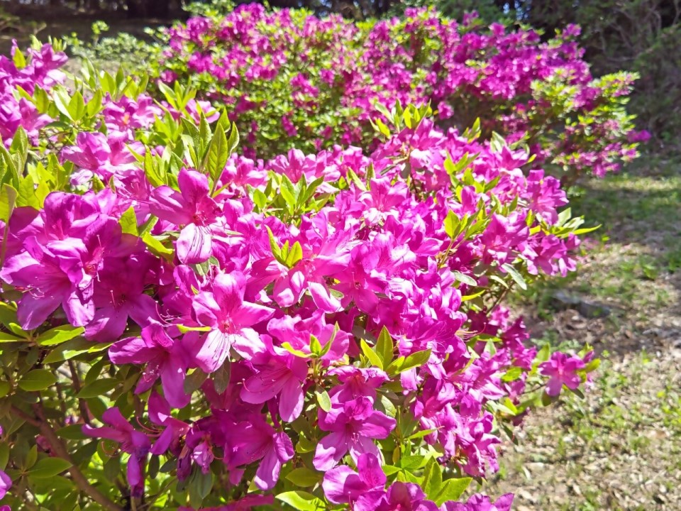 香椎宮のツツジ1