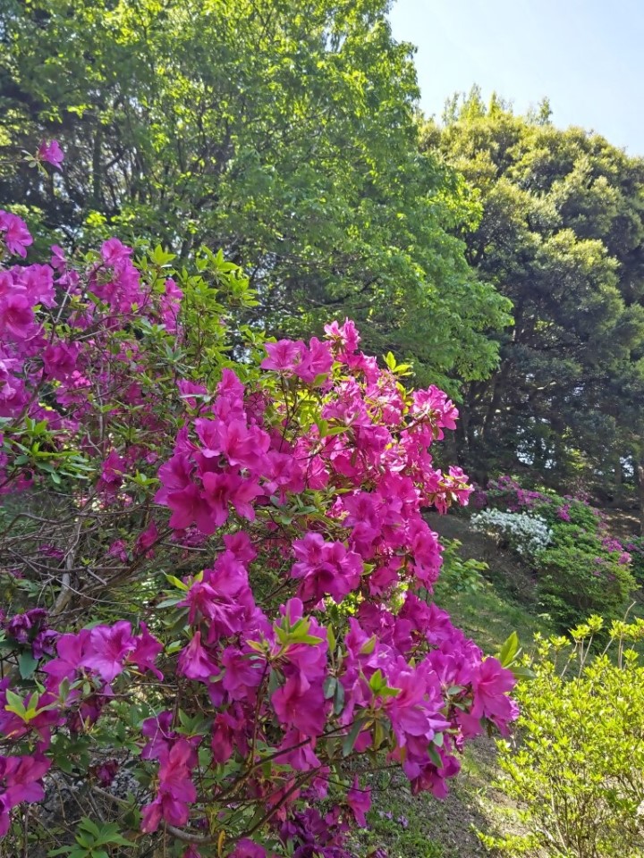 香椎宮のツツジ4