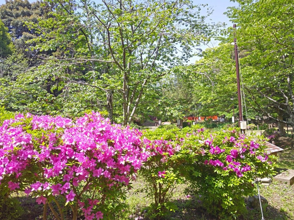 香椎宮のツツジ2