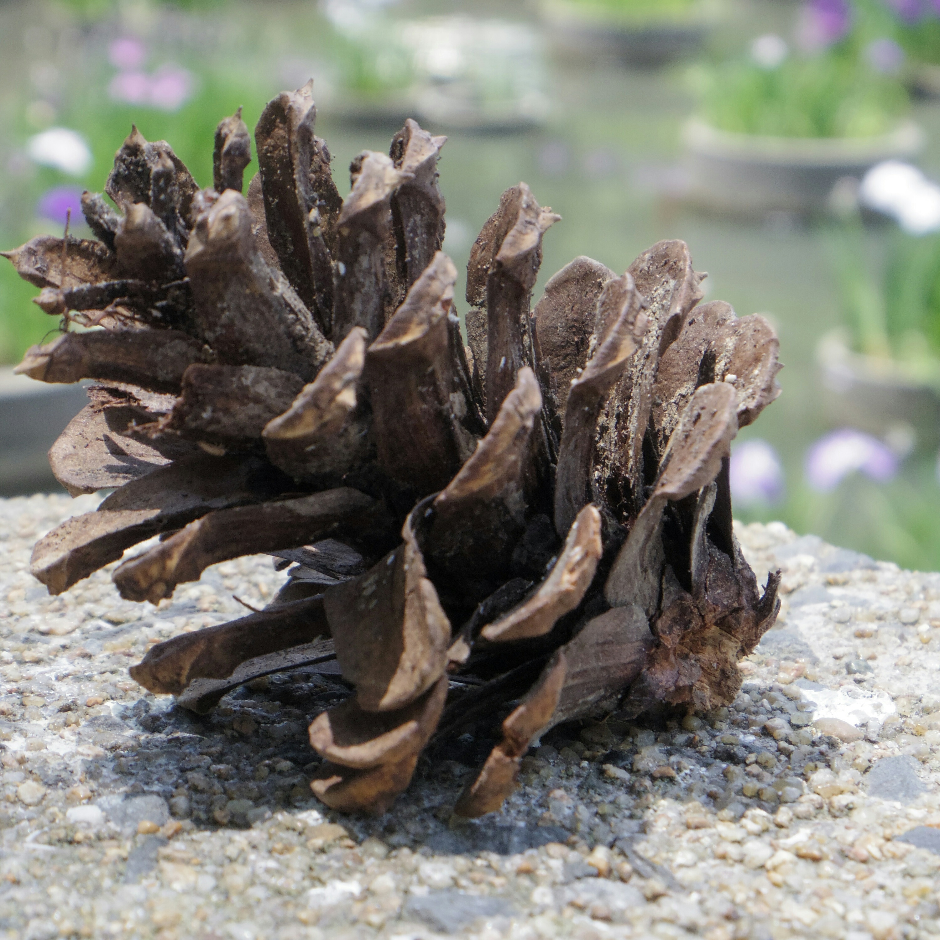 松ぼっくりの写真