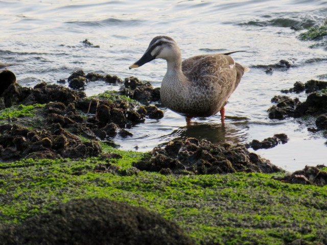 名島海岸の写真2