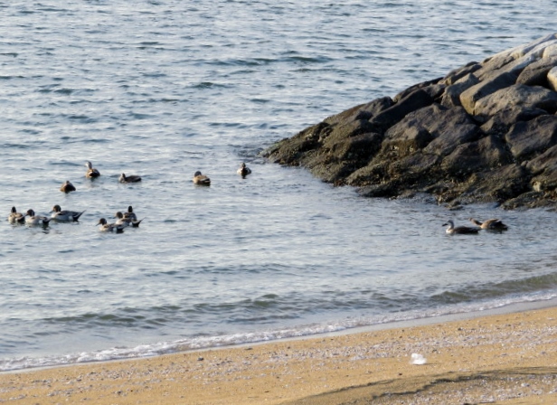 名島海岸の写真3