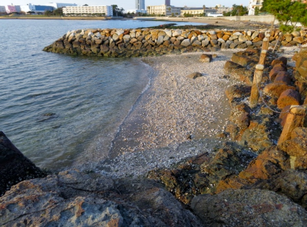 名島海岸の写真6