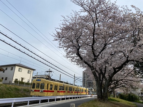 大石ヶ浦公園の桜