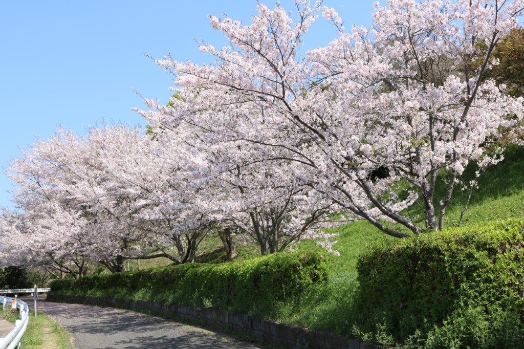 長谷ダムふれあいロードの写真5