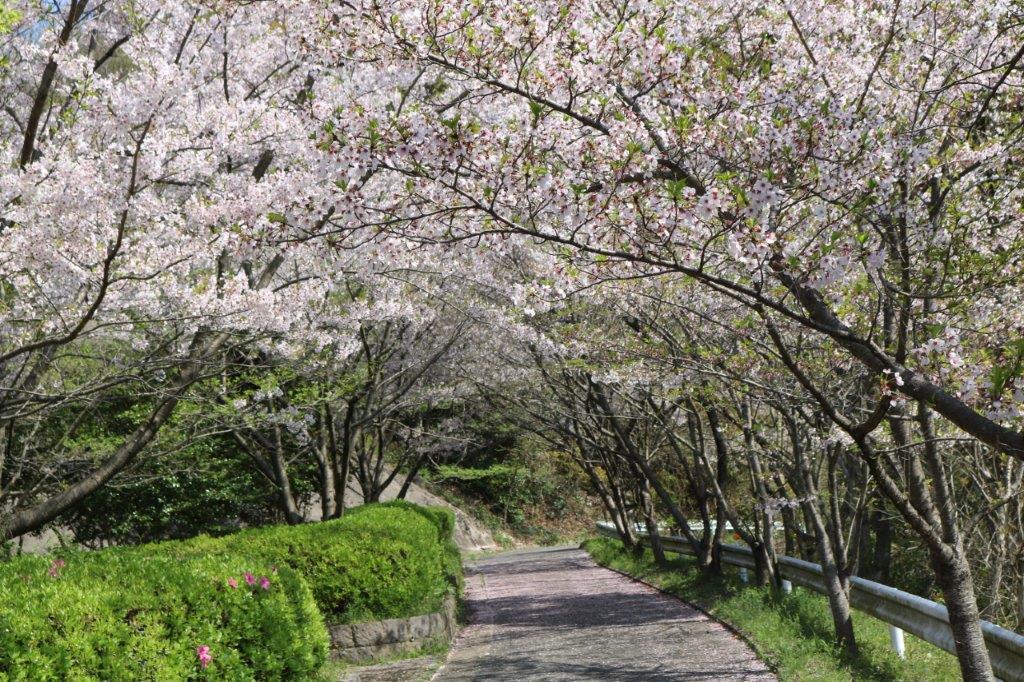 長谷ダムふれあいロードの写真6