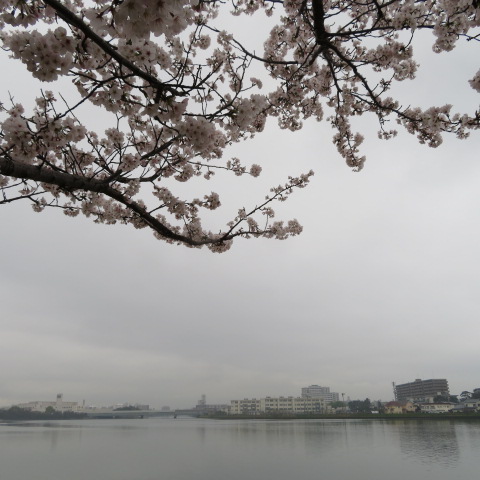 多々良川遊歩道の写真9