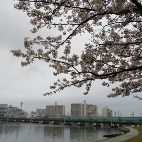 多々良川遊歩道の写真1