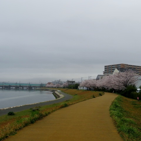 多々良川遊歩道の写真7