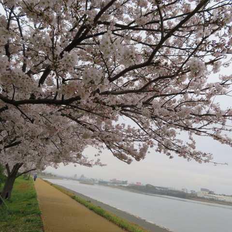 多々良川遊歩道の写真3