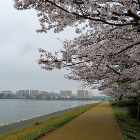 多々良川遊歩道の写真8