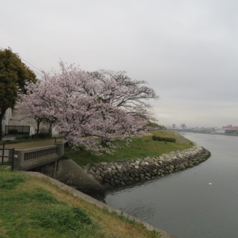 多々良川遊歩道の写真4