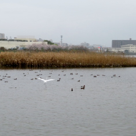 多々良川遊歩道の写真6
