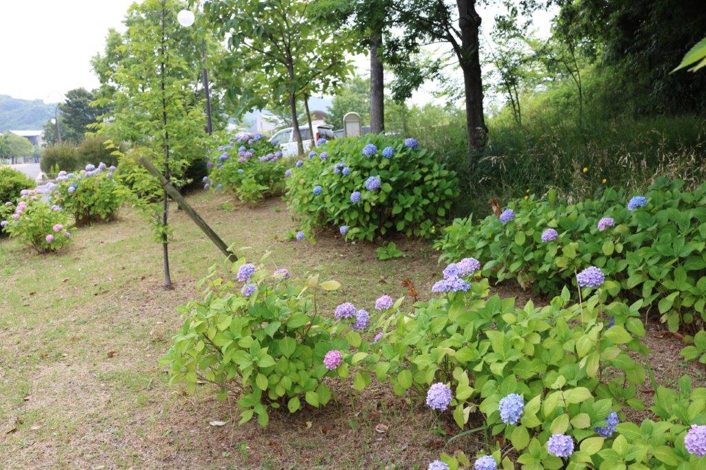 アジサイの写真１