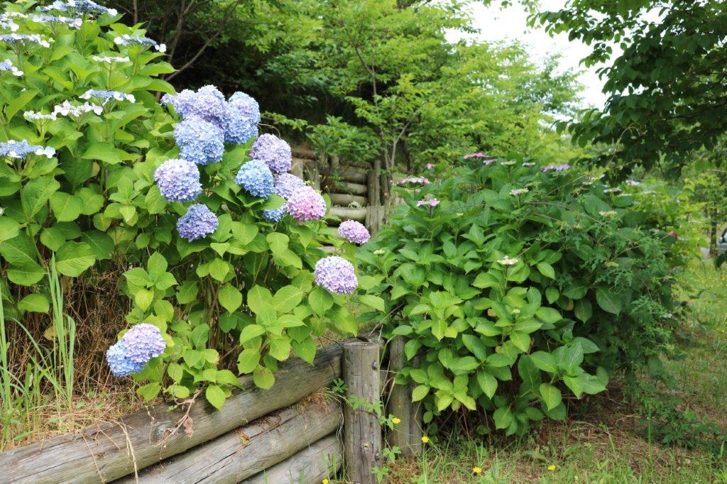 アジサイの写真２