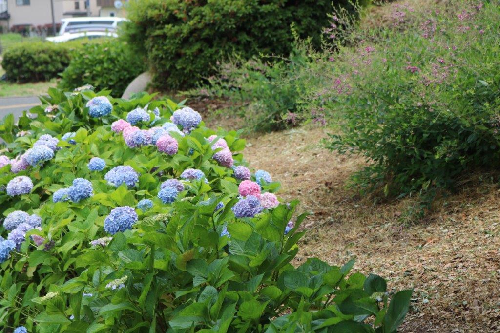 アジサイの写真３