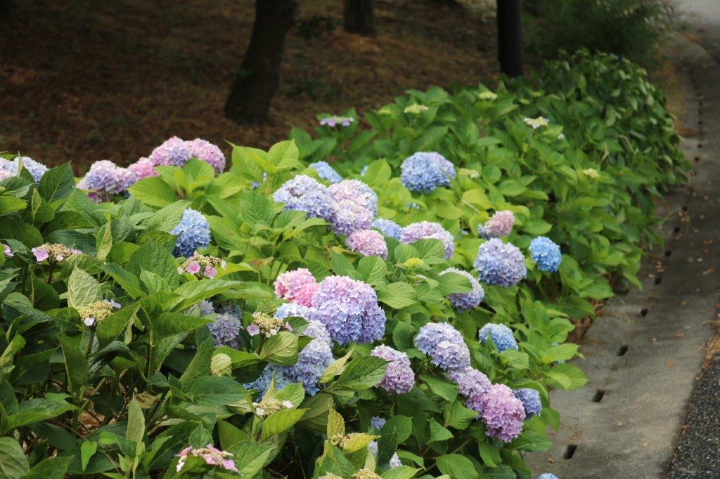 アジサイの写真４