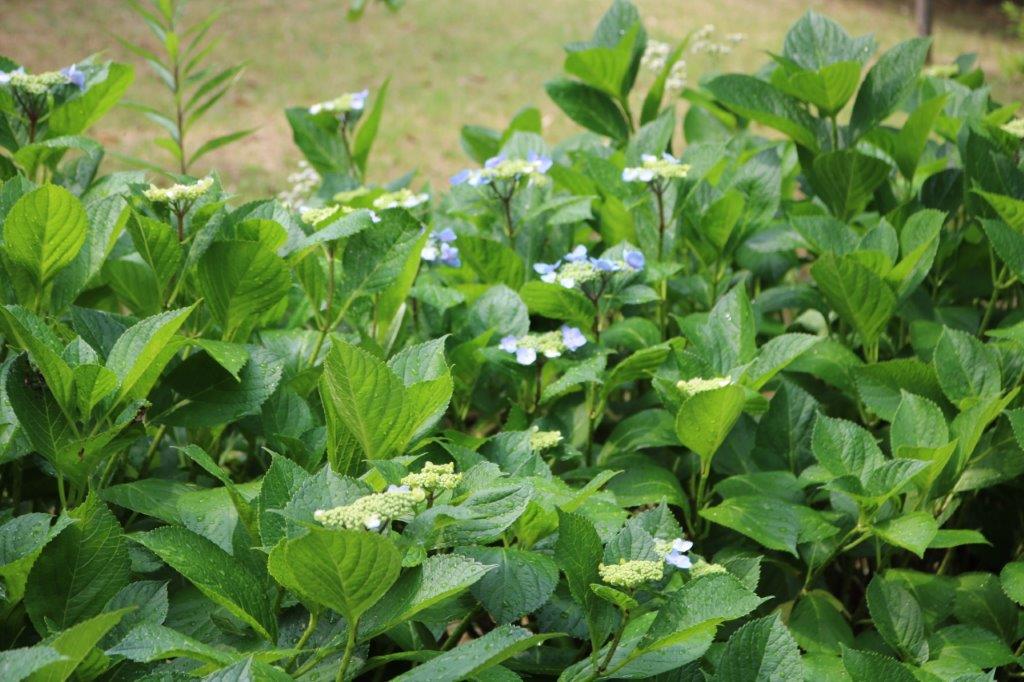 アジサイの写真５