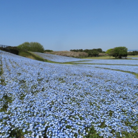 海の中道海浜公園の写真8