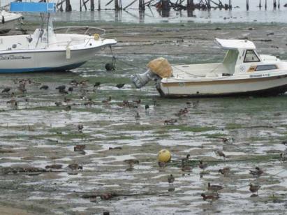 雁の巣緑地の水鳥たちの様子