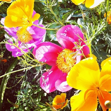 わからない花（筥崎宮花庭園）