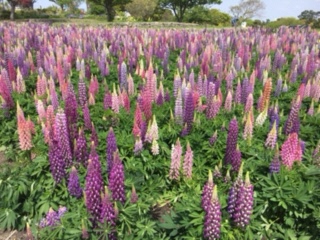 ルピナスの写真