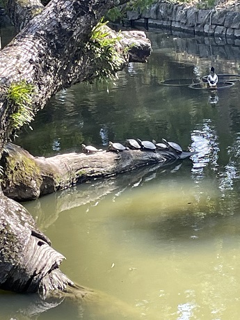 香椎宮　亀の甲羅干し