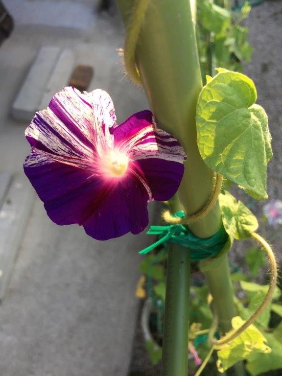 マルバアサガオの写真1