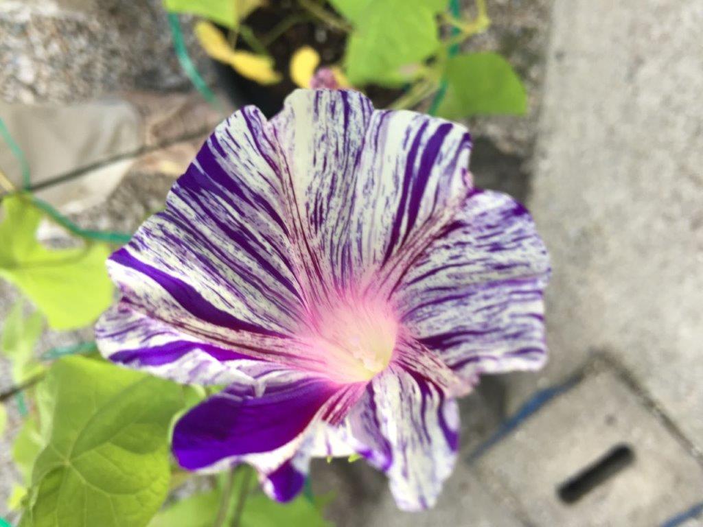 マルバアサガオの写真２