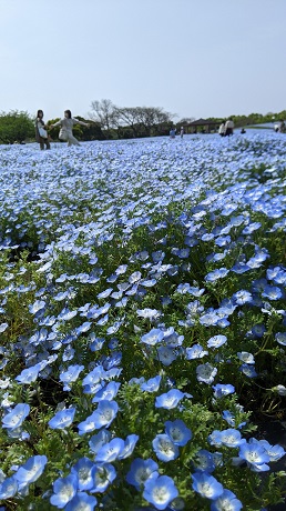 ネモフィラ１枚目